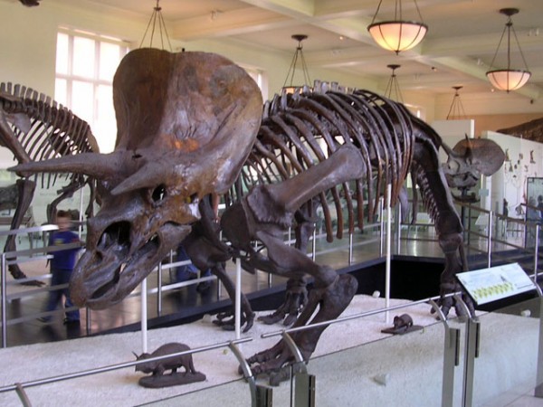 Triceratops_Struct