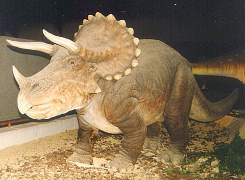 Triceratops9