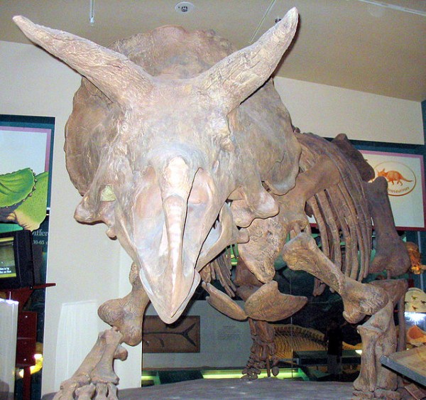 Triceratops_front_view