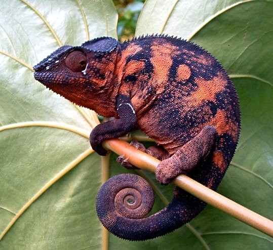 Chameleon02