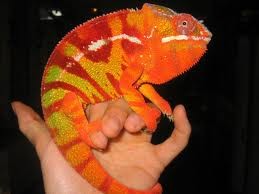 chameleonhh