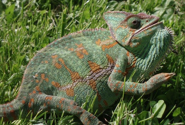 chameleonjj