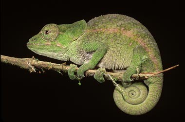 chameleonshort-horned_
