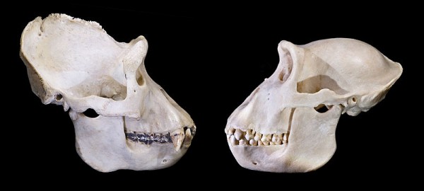 Gorilla_gorilla_skull