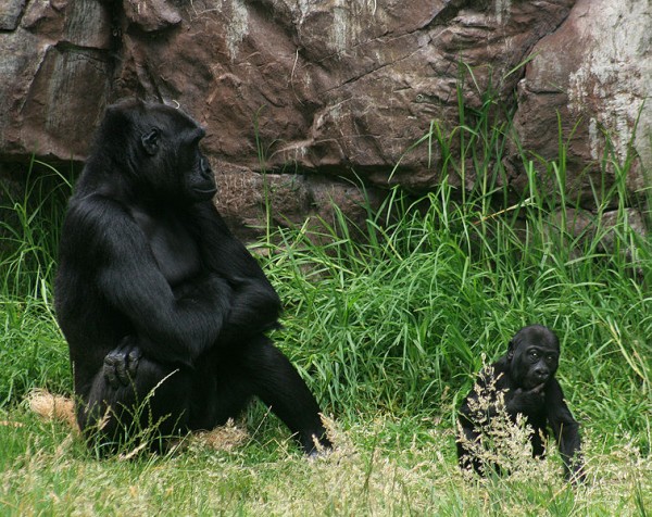 gorilla_with_8_months_old_baby