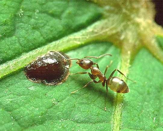 mravenec Linepithema_Argentine