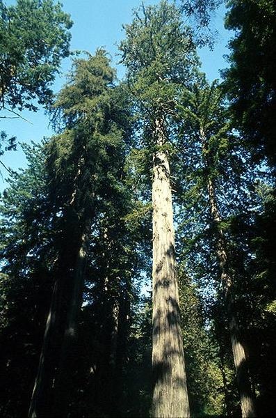 strom-Coastal_redwood