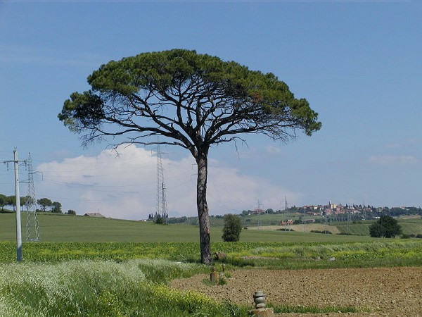 strom-Pinie_irgendwo_toscana