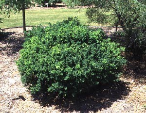 ker shrub
