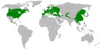 acerMap_genus_Acer