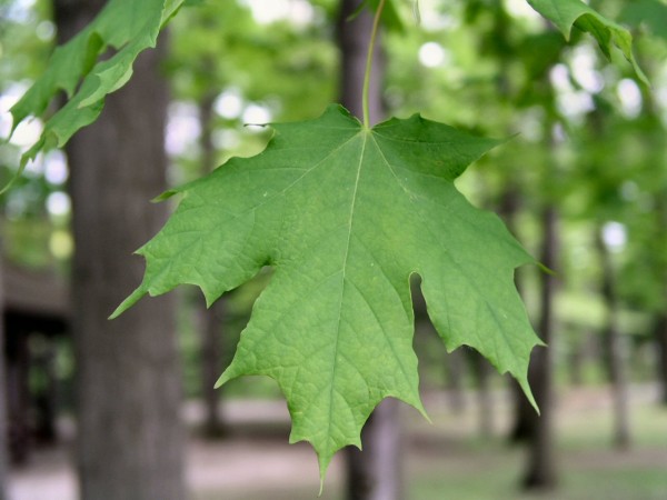 acer