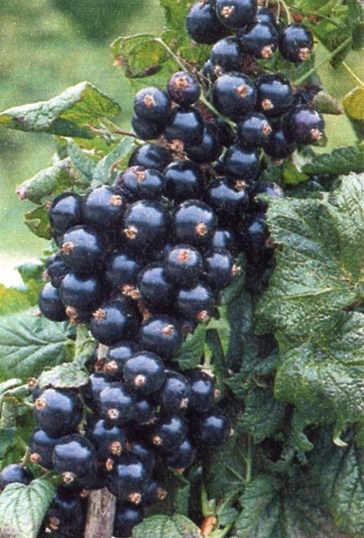 rybiz-cerny_1