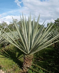 Yucatan04