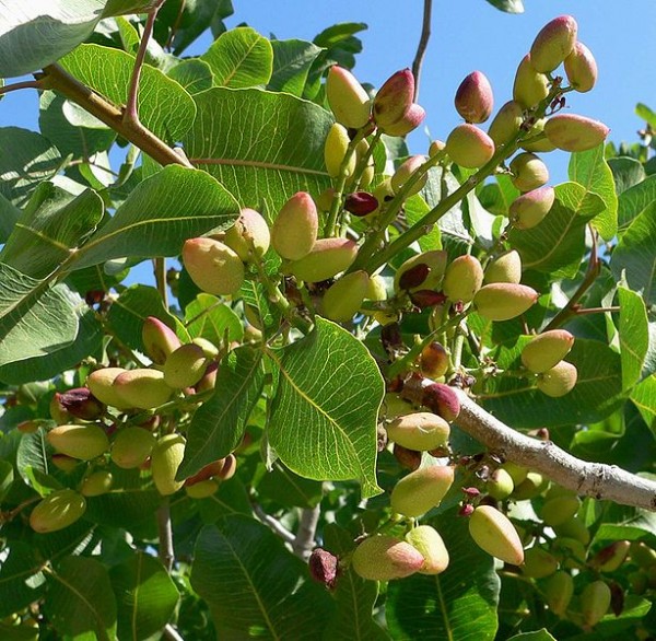 Pistacia03