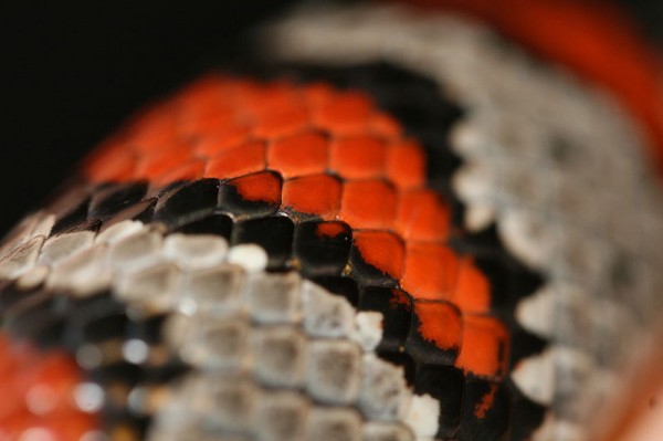 Had Lampropeltis Mexicana Gree