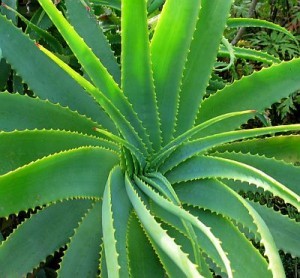 aloe vera02
