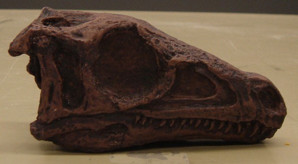 Eoraptor