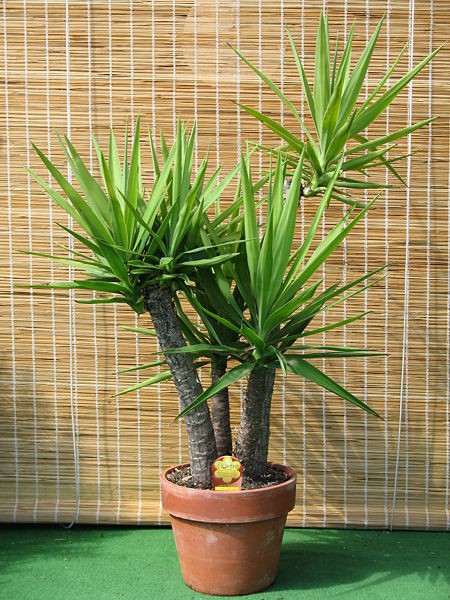 Yucca02