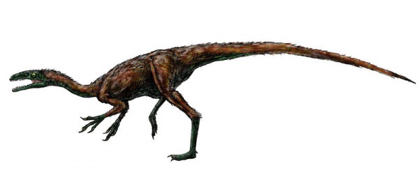 Coelurus