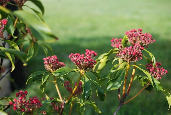 Kalmia