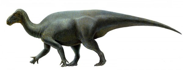 Iguanacolossus