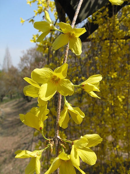zlatice
